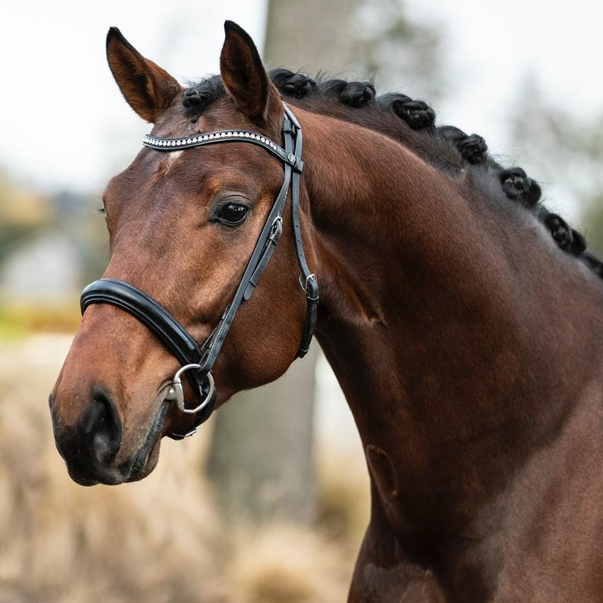 Horses